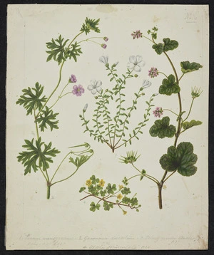 Featon, Sarah Ann 1847 or 1848-1927 :Linum monogynum. Geranium dissectum. Pelargonium australis. Oxalis corniculata. p.35 to p.38 H.N.Z.F. [ca 1890]
