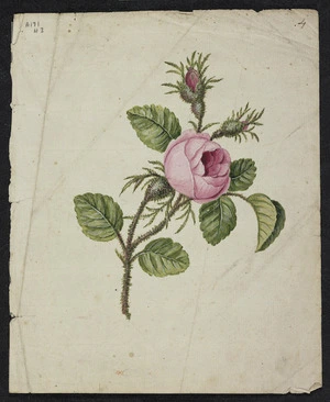 Featon, Sarah Ann 1847 or 1848-1927 :[Pink rose]. 4. [ca 1880s]
