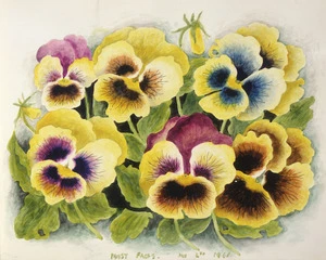 Brenkley, Hannah Eliza Jane, 1882-1972 :Pansy faces. Jan. 4th 1961.