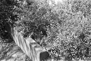 The grave of George Bell and the Daines family, plot 0412, Bolton Street Cemetery.