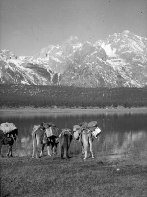 Yunnan, China. Mules drinking with Gyi Na Lo Kho (Mount Geena Nkoo) in the background. 29 November 1938