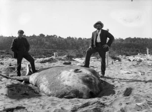 Huge sunfish thrown up on beach at Awatuna, near Hokitika