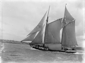 The scow Rimu