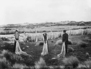 Men in a paddock with rows of drying flax fibre, (Invercargill?) - Photograph taken by Will Cameron