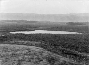 Flax swamp at Wai-kakariki lagoon near Levin
