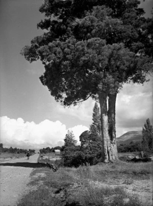 Totara tree on the side of the road to Taupo