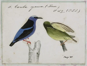[Tempsky, Gustavus Ferdinand von], 1828-1868 :11. Coereba cyanea (Linn). Male et female [symbols for]. (P.L.S.). [185-]