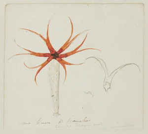 Taylor, Richard, 1805-1873 :Some have 8 branches (centre brown with dark [vermilion?]) [Aseroe rubra - stinkhorn fungus. 1840-1860s]