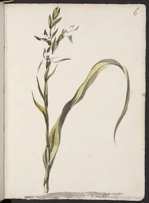 [Hodges, William] 1744-1797 :An elegant genus of the orchidea, growing along with the other. Its height that of the preceding sort never exceeds 18 inches. [Between 1772 and 1775. By William Hodges or J G A Forster]