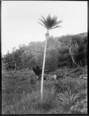 William Williams with two horses in a clearing amongst native forest, including Nikau trees, at Tuhara, Wairoa District