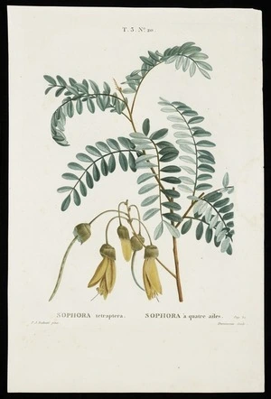 Redoute, Pierre Joseph, 1759-1840 :Sophora tetraptera. Sophora a quatre ailes. Pag. 82. T.3. No. 20. P J Redoute pinx. Duruisseau sculp. [Paris, 1779]