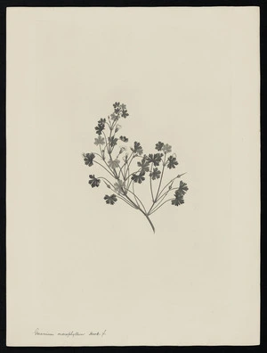 Parkinson, Sydney, 1745-1771: Geranium microphyllum Hook. f. [Geranium potentilloides v potentilloides (Geraniaceae) - Plate 421]