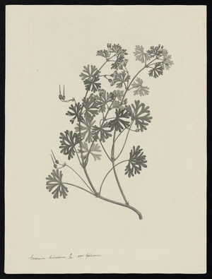 Parkinson, Sydney, 1745-1771: Geranium dissectum, L. var pilosum [Geranium solanderi (Geraniaceae) - Plate 422]