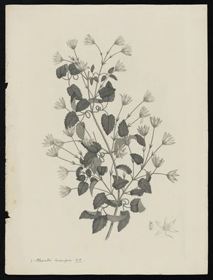 Parkinson, Sydney, 1745-1771: 1. Clematis hexasepala. D.C. [Clematis forsteri (Ranunculaceae) - Plate 402]