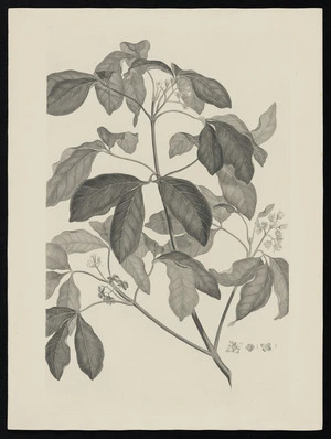 Parkinson, Sydney, 1745-1771: [Untitled][Melicope ternata (Rutaceae) - Plate 424]