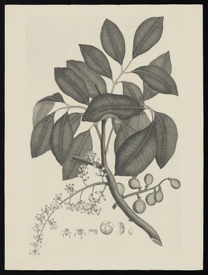 Parkinson, Sydney, 1745-1771: [Untitled][Dysoxylum spectabile (Meliaceae) - Plate 425]
