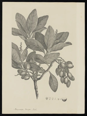 Parkinson, Sydney, 1745-1771: Corynocarpus laevigata. Forst. [Corynocarpus laevigatus (Corynocarpaceae) - Plate 427]