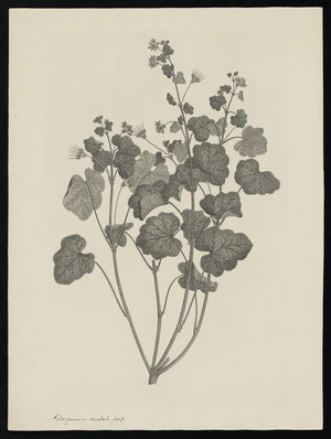 Parkinson, Sydney, 1745-1771: Pelargonium australe Jacq. [Pelargonium inodorum (Geraniaceae) - Plate 423]