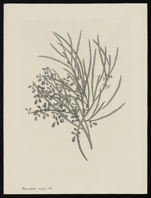 Parkinson, Sydney, 1745-1771: Carmichaelia australis. Robr. [Carmichaelia solandri (Leguminosae) - Plate 429]