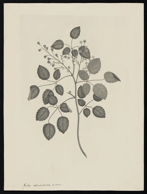 Parkinson, Sydney, 1745-1771: Rubus schmidelioides. A. Cunn. [Rubus australis (Rosaceae) - Plate 433]