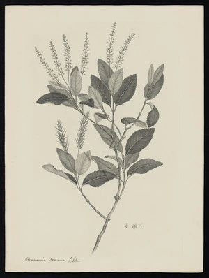 Parkinson, Sydney, 1745-1771: Weinmannia racemosa L. fil. [Weinmannia racemosa (Cunoniaceae) - Plate 435]