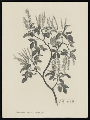 Parkinson, Sydney, 1745-1771: Weinmannia sylvicola. Banks & Sol. [Weinmannia sylvicola (Cunoniaceae) - Plate 436]