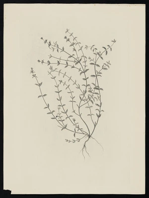 Parkinson, Sydney, 1745-1771: [Untitled][Gonocarpus montanus (Haloragidaceae) - Plate 438]
