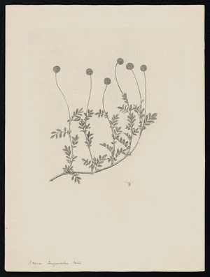 Parkinson, Sydney, 1745-1771: Acaena sanguisorbae. Vahl. [Acaena anserinifolia (Rosaceae) - Plate 434]