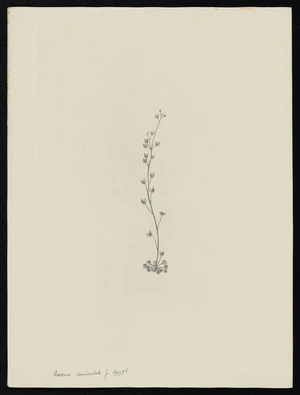 Parkinson, Sydney, 1745-1771: Drosera auriculata. J. Backh. [Drosera peltata subsp. auriculata (Droseraceae) - Plate 437]