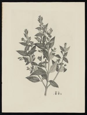 Parkinson, Sydney, 1745-1771: [Untitled][Haloragis erecta (Haloragidaceae) - Plate 439]