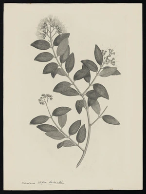 Parkinson, Sydney, 1745-1771: Metrosideros Albiflora, Banks & Sol. [Metrosideros albiflora (Myrtaceae) - Plate 441]