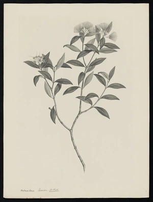 Parkinson, Sydney, 1745-1771: Metrosideros lucida, A. Rich. [Metrosideros umbellata (Myrtaceae) - Plate 446]
