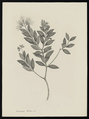 Parkinson, Sydney, 1745-1771: Metrosideros florida. scer. [Metrosideros fulgens (Myrtaceae) - Plate 447]
