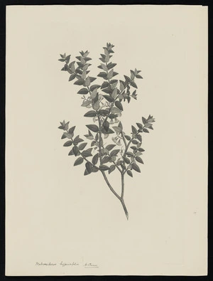 Parkinson, Sydney, 1745-1771: Metrosideros hypericifolia A. Cunn [Metrosideros diffusa (Myrtaceae) - Plate 442]