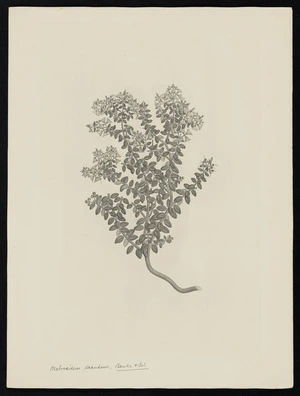 Parkinson, Sydney, 1745-1771: Metrosideros scandens. Banks & Sol [Metrosideros perforata (Myrtaceae) - Plate 443]