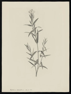 Parkinson, Sydney, 1745-1771: Epilodium pallidiflorum, Banks & Sol. [Epilobium pallidiflorum (Onagraceae) - Plate 448]