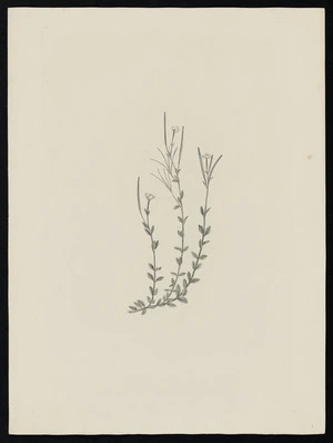 Parkinson, Sydney, 1745-1771: [Untitled][Epilobium glabellum (Onagraceae) - Plate 450]