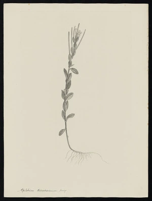Parkinson, Sydney, 1745-1771: Epilobium Billardierianum, Seringe [Epilobium billardierianum subsp. billardierianum (Onagraceae) - Plate 449]