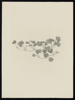 Parkinson, Sydney, 1745-1771: [Untitled][Hydrocotyle novae-zelandiae (Hydrocotylaceae) - Plate 454]