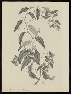 Parkinson, Sydney, 1745-1771: Passiflora tetandra, Banks & Sol [Passiflora tetrandra (Passifloraceae) - Plate 453]