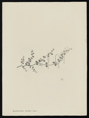 Parkinson, Sydney, 1745-1771: [Muehlenbeckia complexa, Meisn][Epilobium nummulariifolium (Onagraceae) - Plate 451]