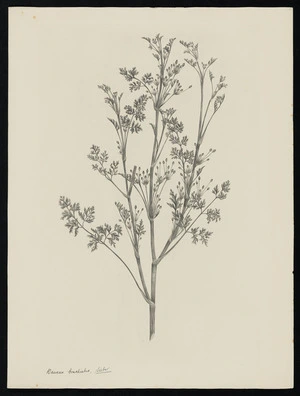 Parkinson, Sydney, 1745-1771: Daucus brachiatus, Sieber. [Daucus glochidiatus (Umbelliferae) - Plate 458]
