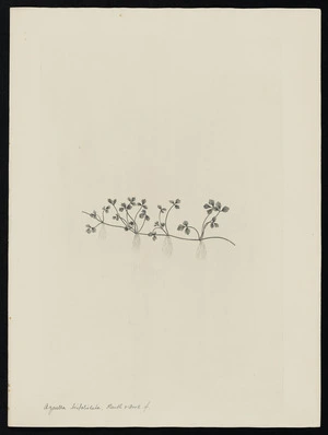 Parkinson, Sydney, 1745-1771: Azorella trifoliolata. Benth & Hook. f. [Schizeilema trifoliolatum (Hydrocotylaceae) - Plate 456]