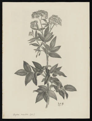Parkinson, Sydney, 1745-1771: Angelica rosaefolia. Hook. f. [Scandia rosaefolia (Umbelliferae) - Plate 461]
