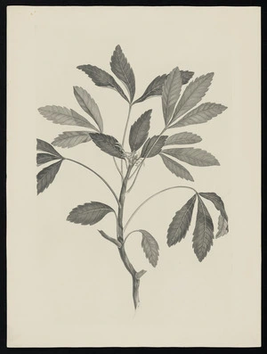 Parkinson, Sydney, 1745-1771: [Untitled][Pseudopanax lessonii (Araliaceae) - Plate 463]