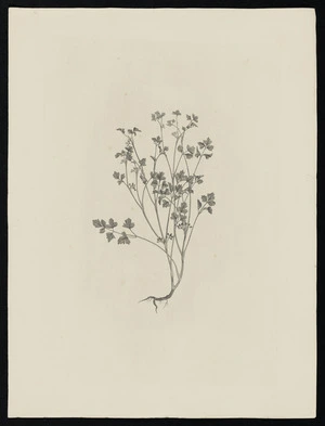 Parkinson, Sydney, 1745-1771: [Untitled][Apium prostratum var. filiforme (Umbelliferae) - Plate 459]