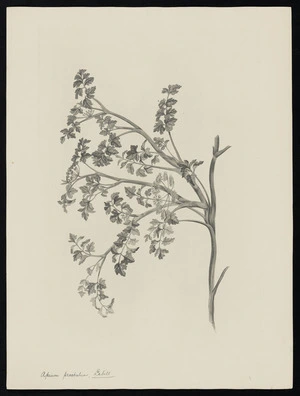 Parkinson, Sydney, 1745-1771: Apium prostratum, Labill [Apium prostrataum (Umbelliferae) - Plate 460]