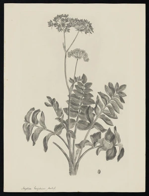 Parkinson, Sydney, 1745-1771: Angelica Gingidium, Hook. f. [Gingidium montanum (Umbelliferae) - Plate 462]