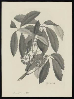 Parkinson, Sydney, 1745-1771: Panax arboreum, Forst. [Pseudopanax arboreus (Araliaceae) - Plate 464]