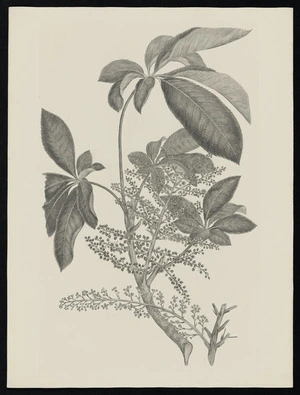 Parkinson, Sydney, 1745-1771: [Untitled][Schefflera digitata (Araliaceae) - Plate 466]
